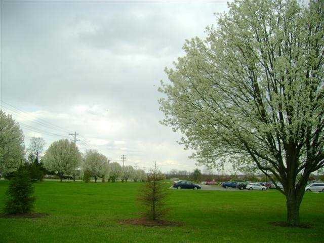 Primavera em Cincinnati EUA