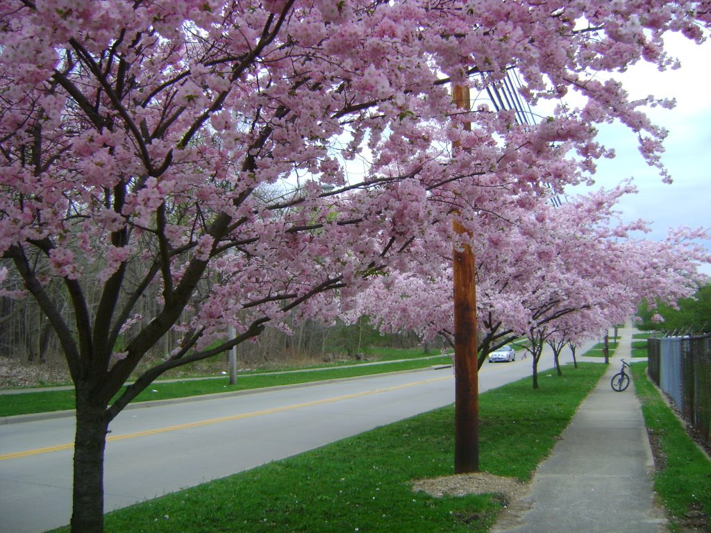 Apple Blossoms