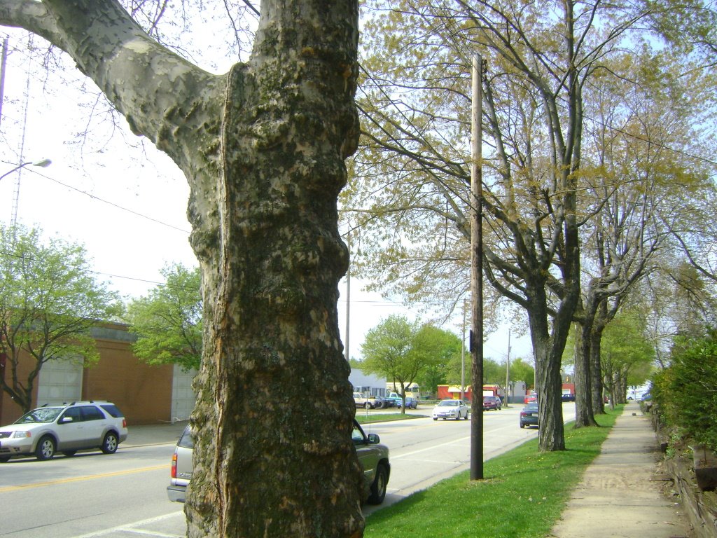 Cool Tree