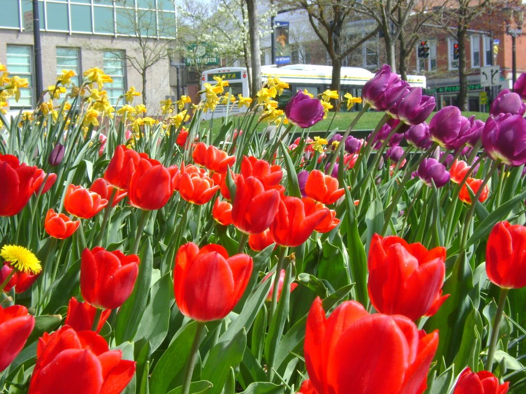 Kent Park Flowers