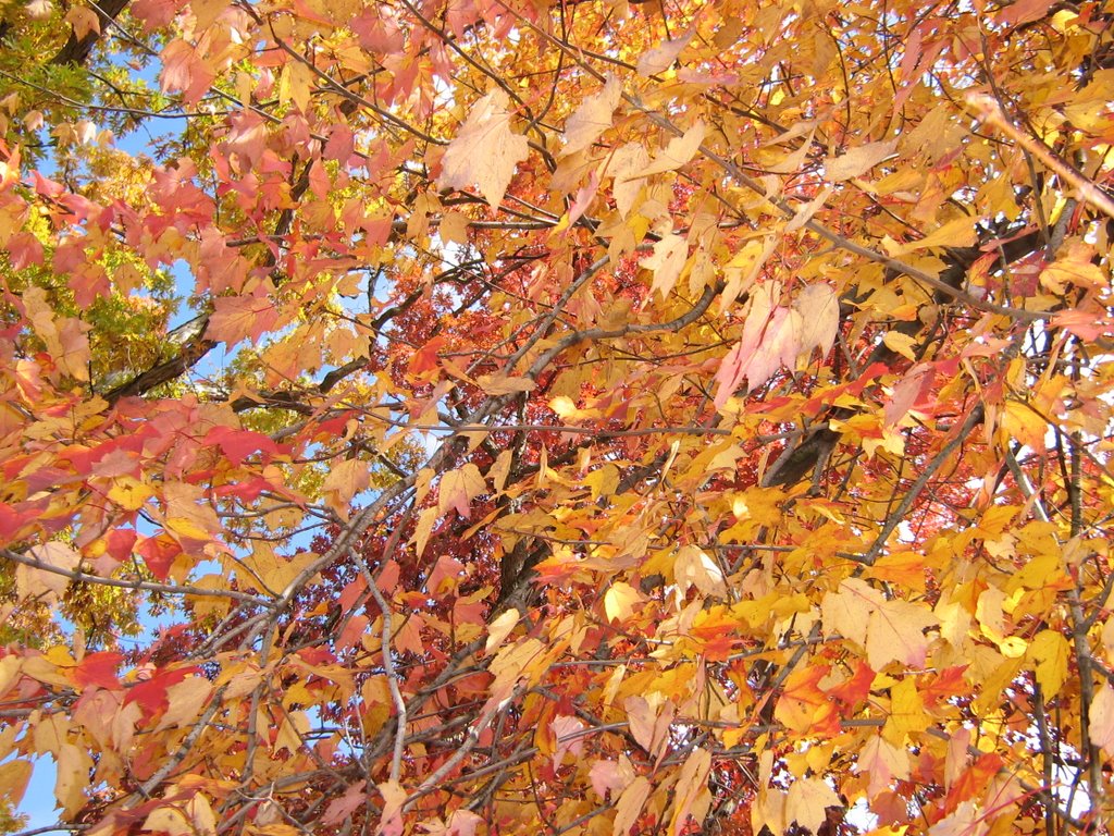 Kents Fall