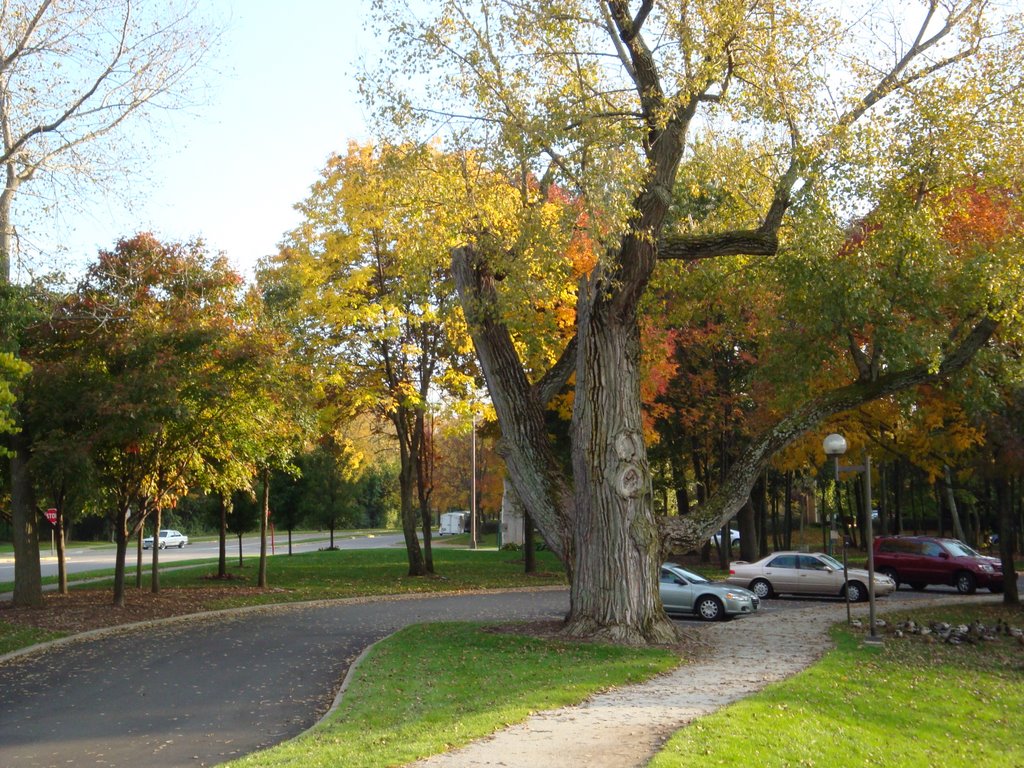 Oldest Tree In Kettering, Ohio