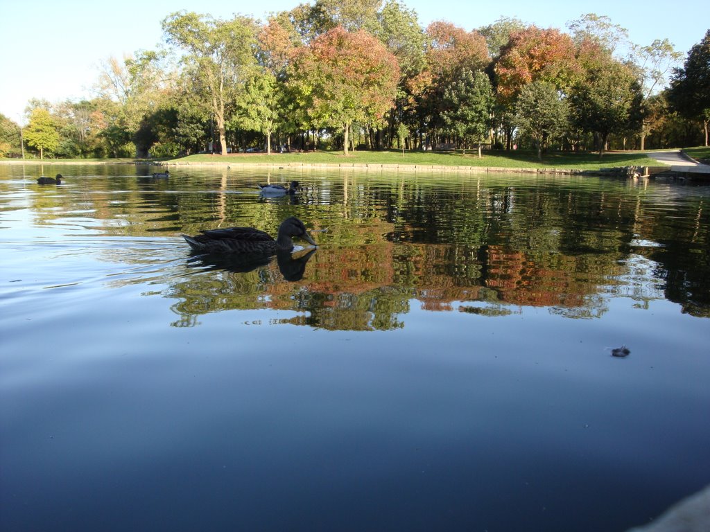 Lincoln Park Pond Ducks Kettering, Ohio