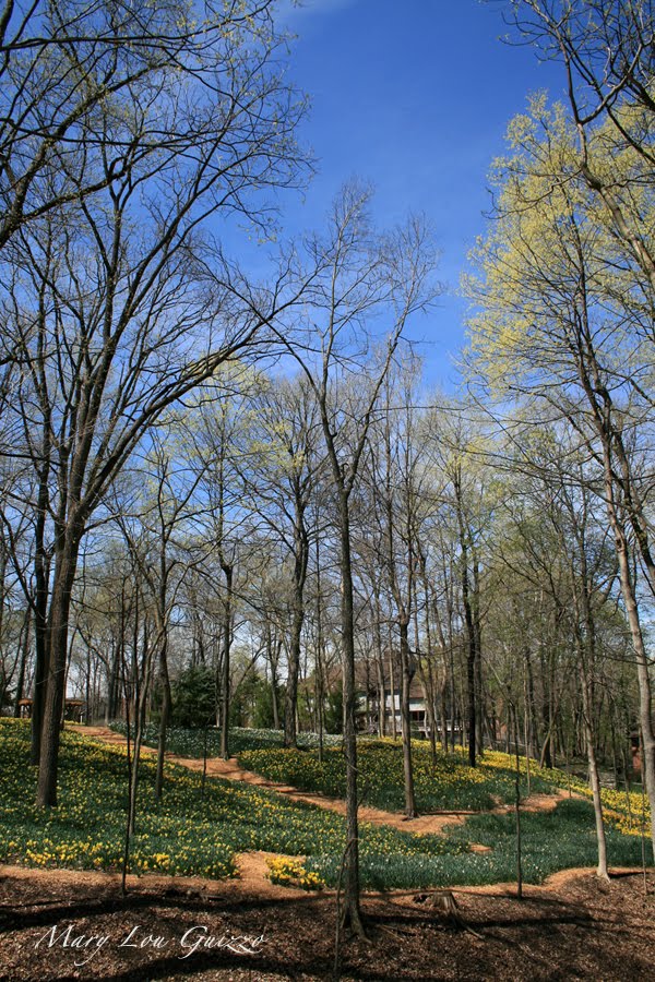 Daffodils in Bloom at the John Gray Estate