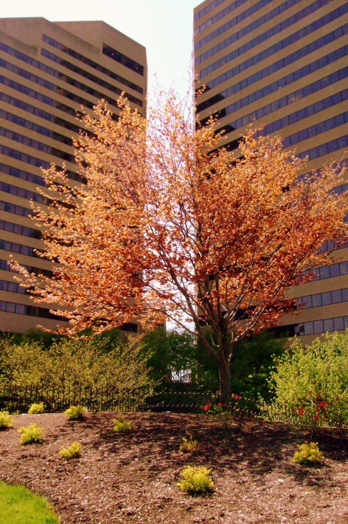 Hyatt on Capitol Square