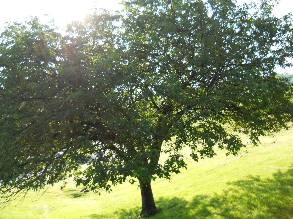 Hackberry Tree