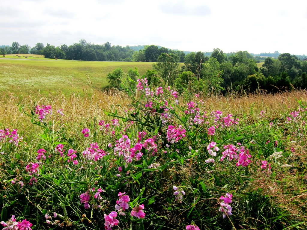 Fertile Field