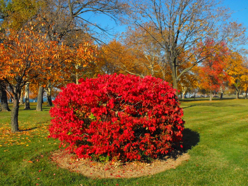 burning bush