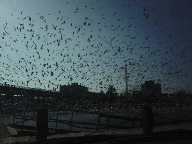 Flock of Seagulls