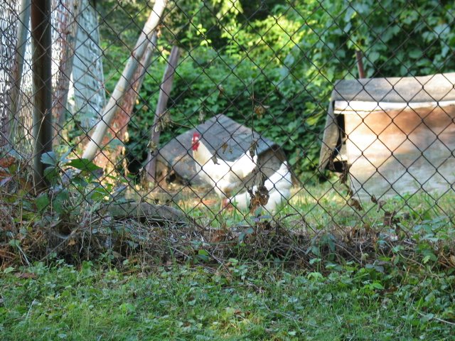 Madisonville Chickens