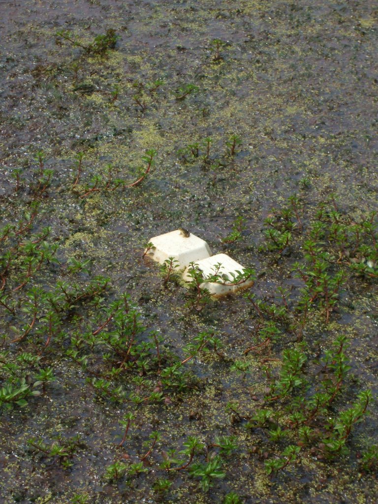 Litter Frog