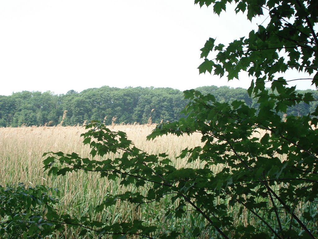 Mentor Marsh 2
