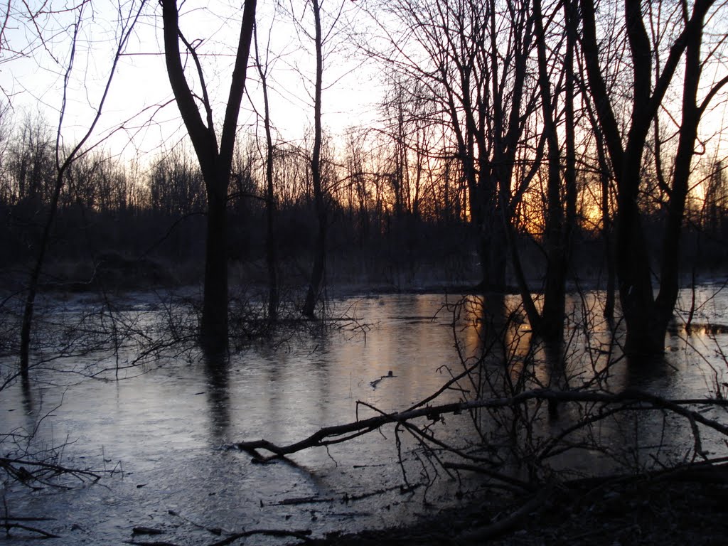 Frozen swamp - Chagrin River Park