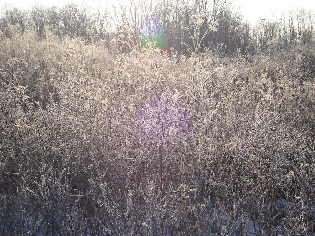 Frozen grasses - Chagrin River Park