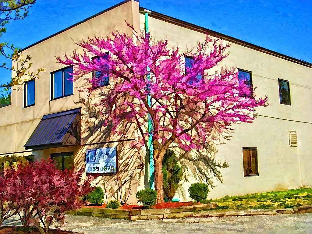 Redbud Tree