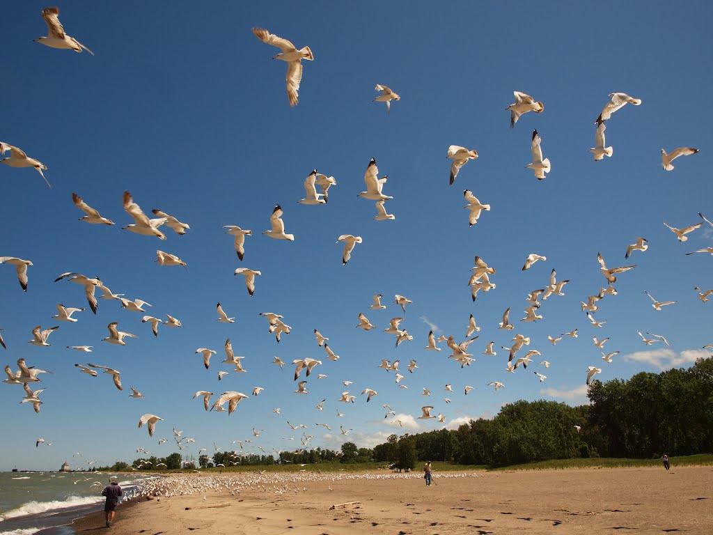 Flock of Gulls at Headlands Beach, OH