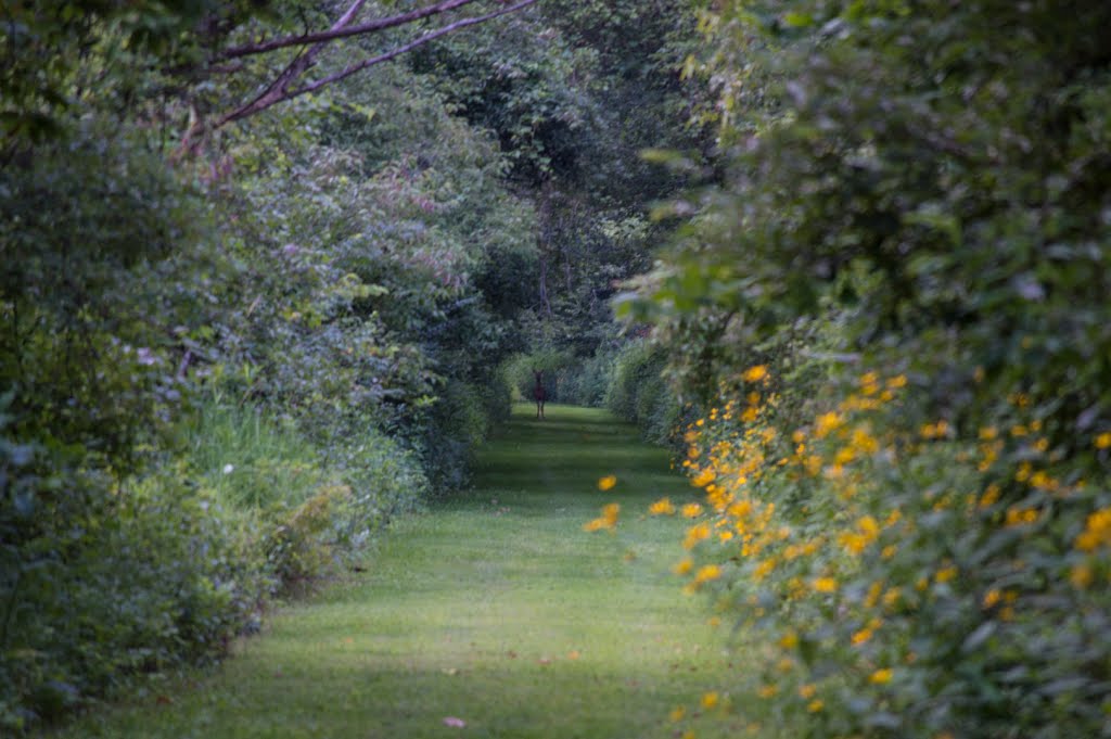 Milan Huron River Trail - Doe approaching.