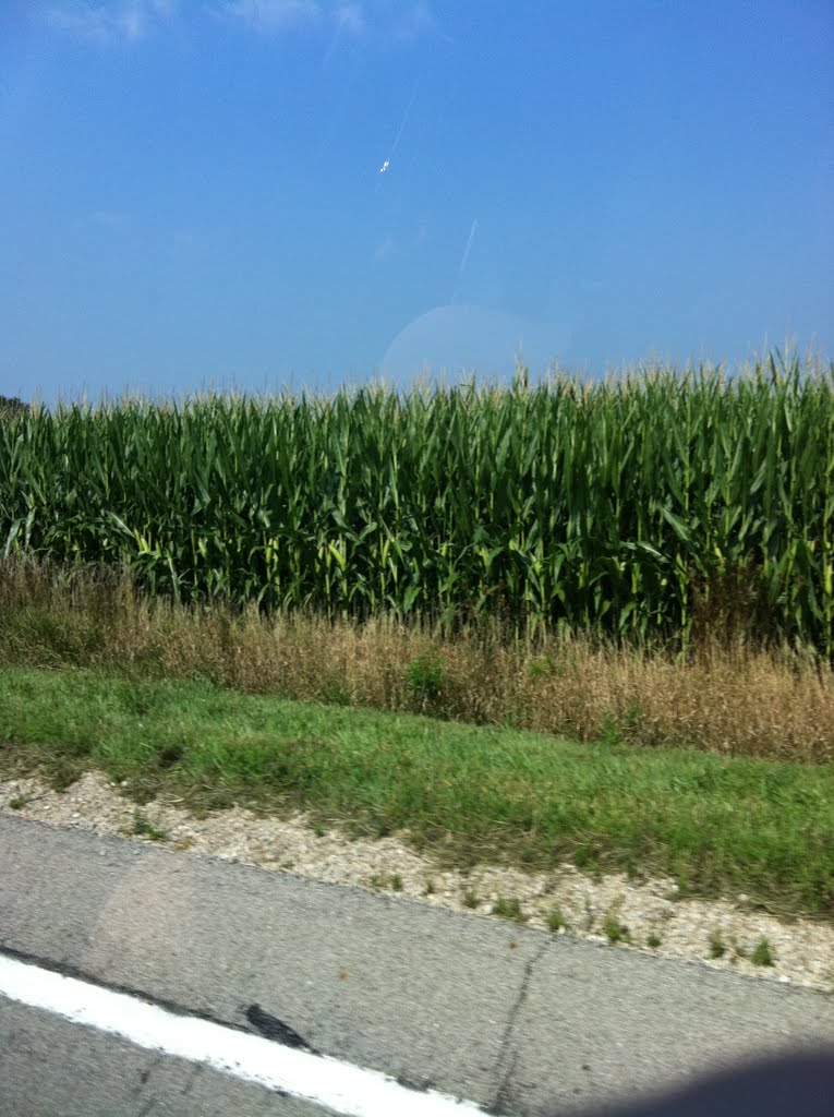 Corn Field - Union County