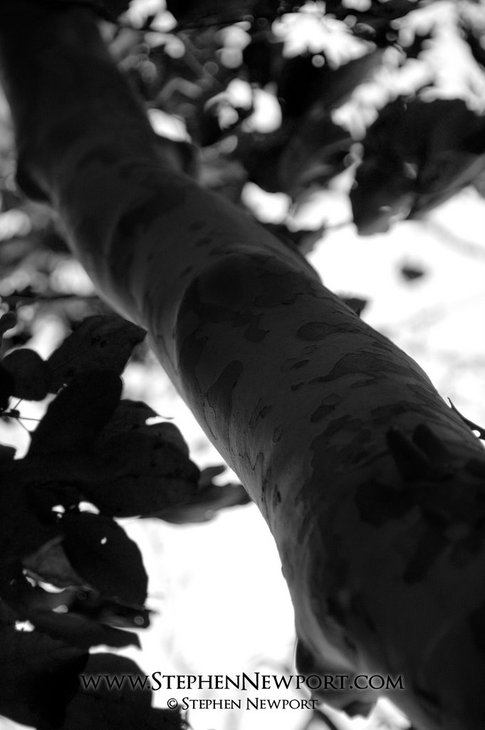 Summers Passing