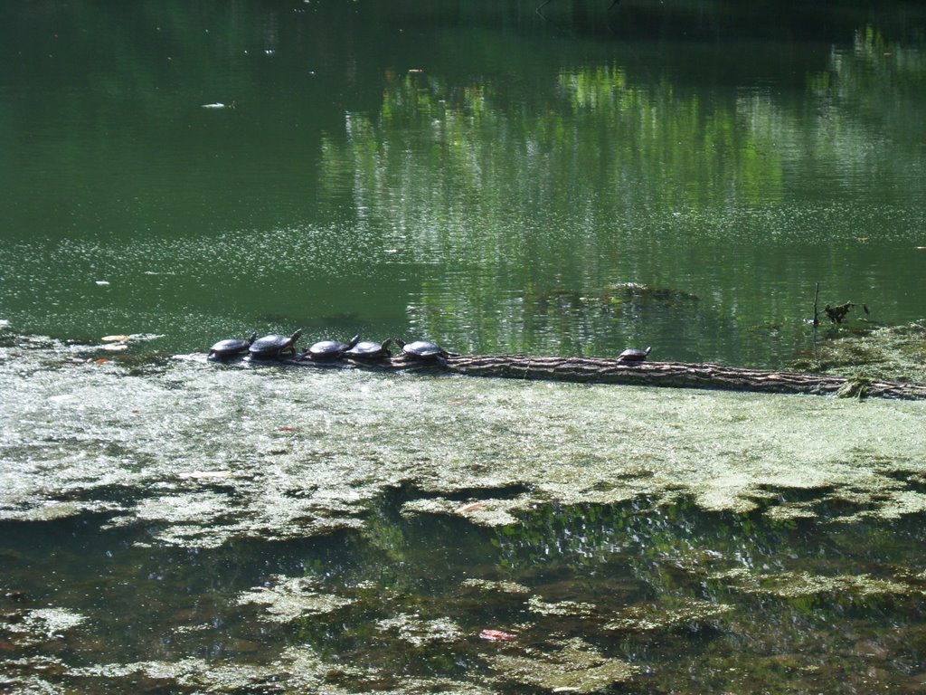 Turtles in Beaver Pond