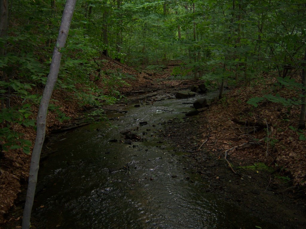 Stream In Munroe Falls Metro Park