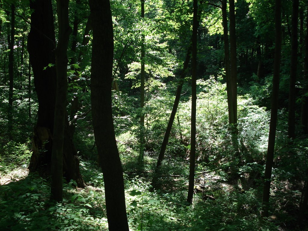 Goodyear Heights Metro Park