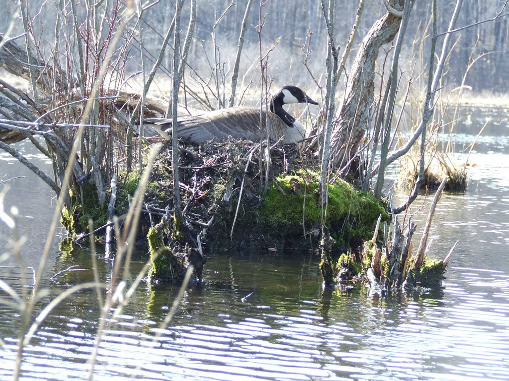 Mother Goose in the Spring