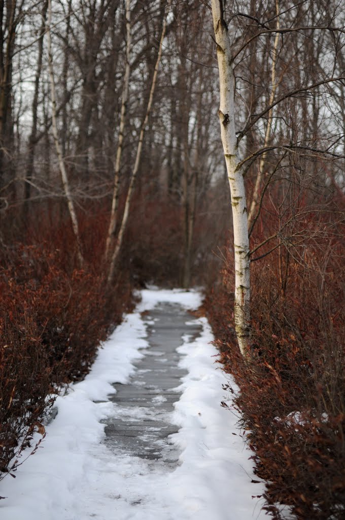 Kent Bog