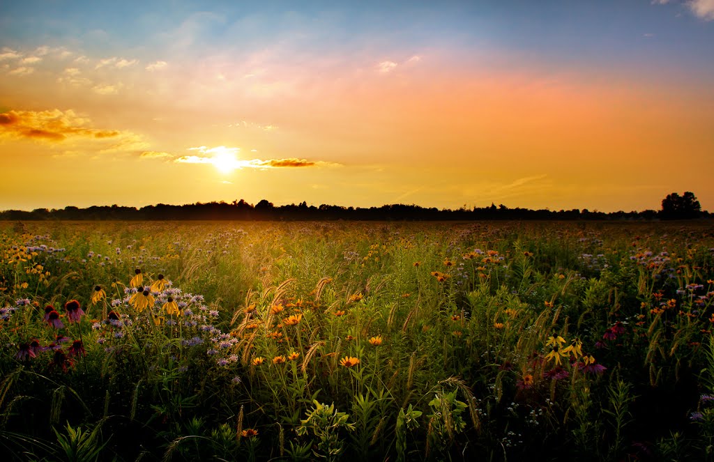 Springfield Bog Full Bloom Sunset