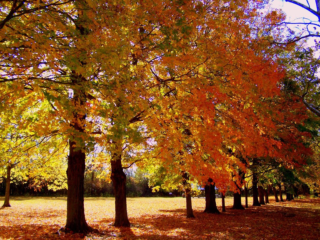 Possum Creek Metro Park