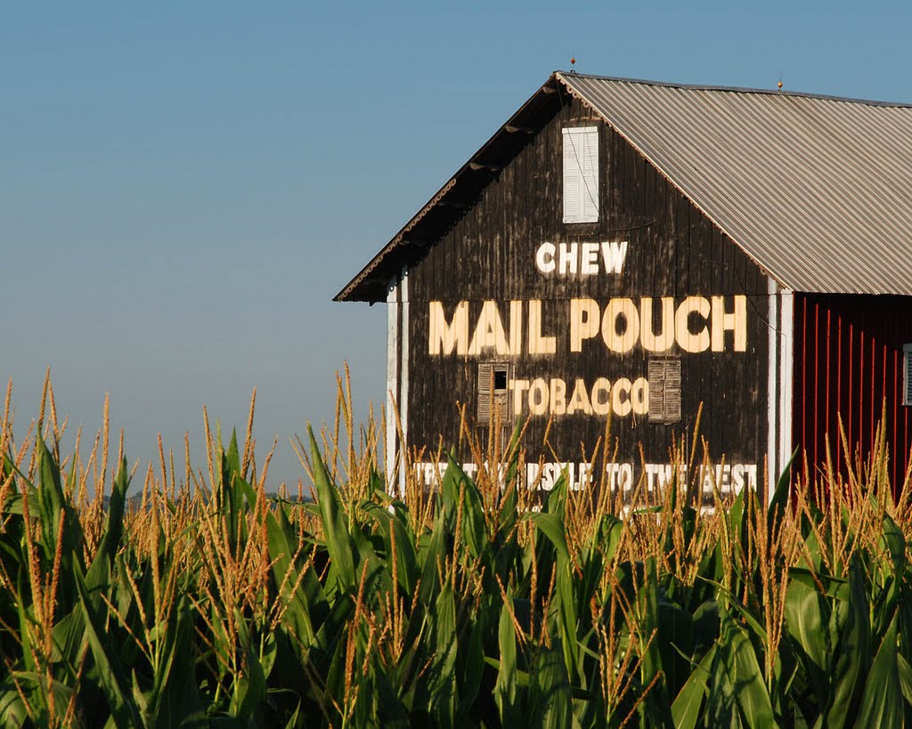 Mail Pouch Barn and Corn