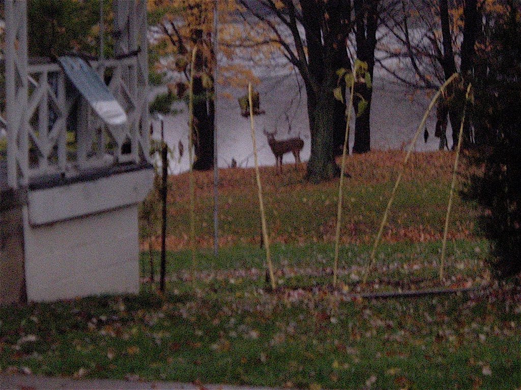 Madison Lake 2007 Deer