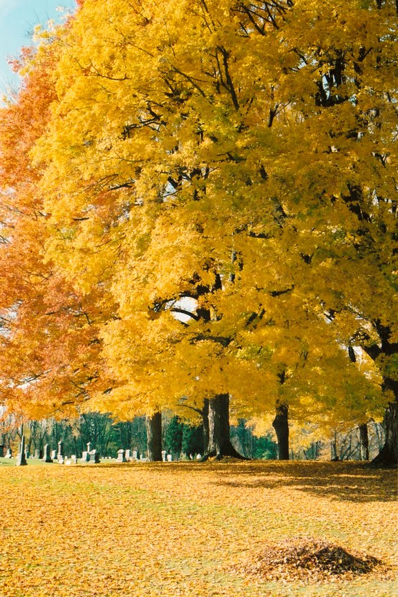 Maple Grove Cemetery - Chesterville Ohio