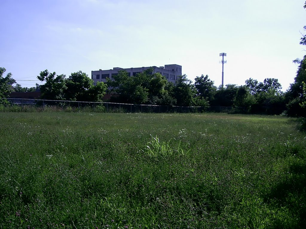 open field