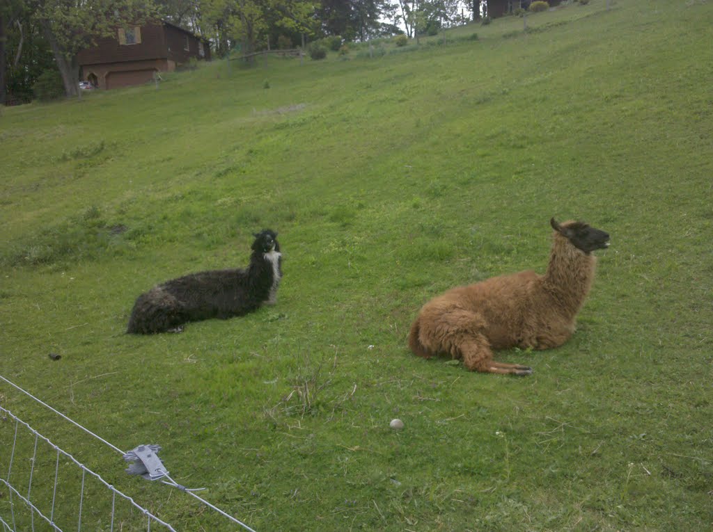 Lazy North Canton Lawnmowers.