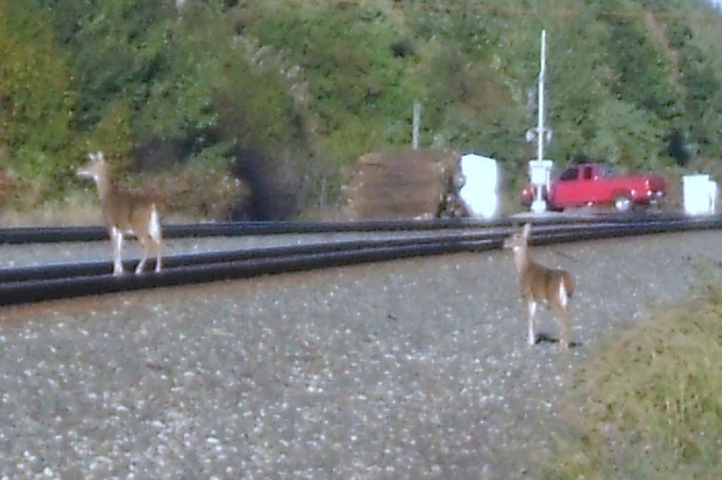 Deer on the tracks
