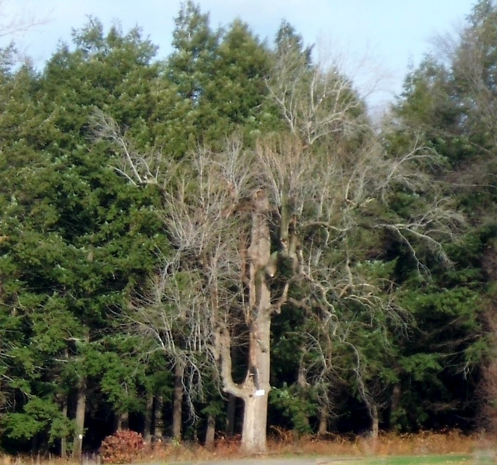 Magnolia Tree