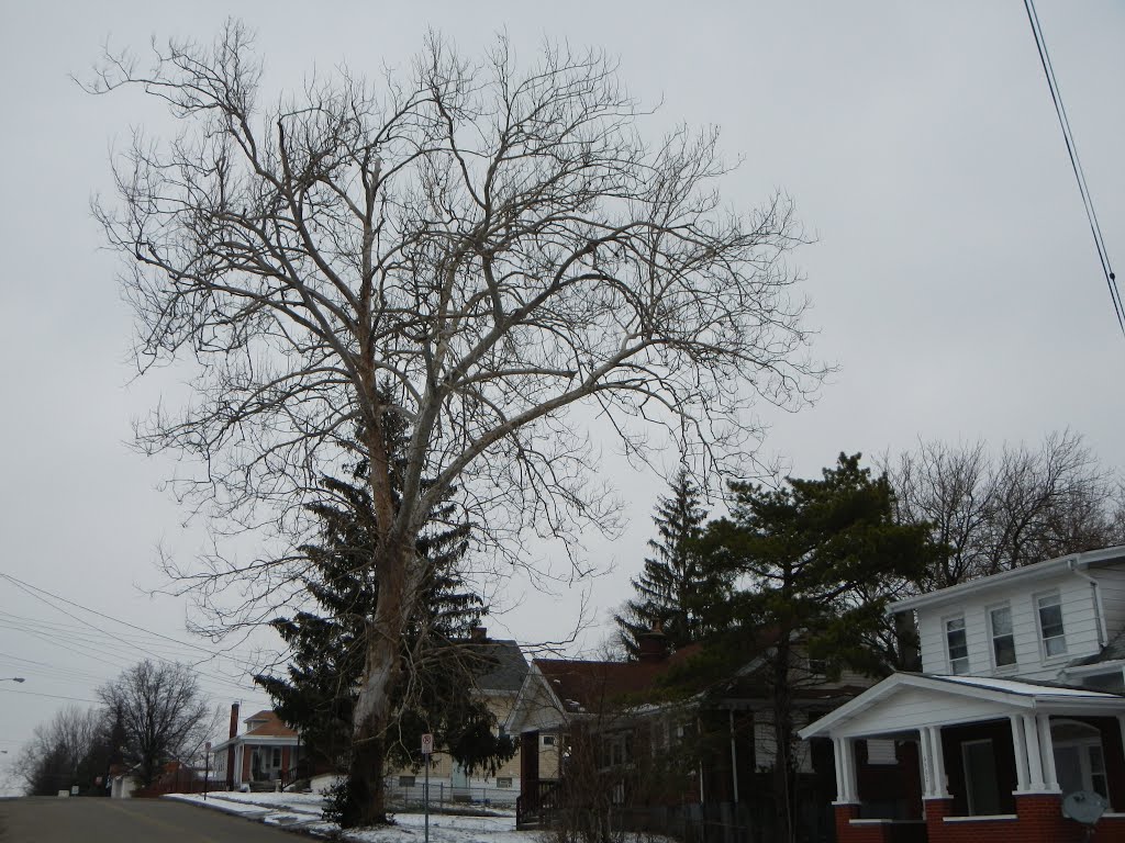 Cool Tree in North College Hill,  Ohio