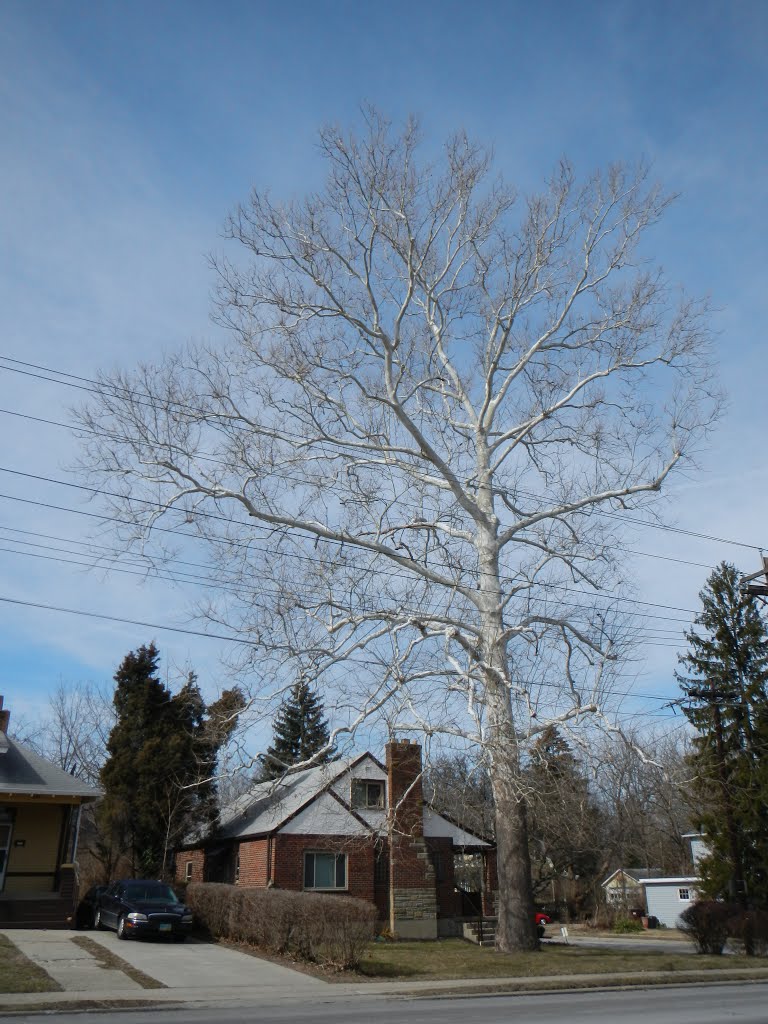 Beautiful Tree
