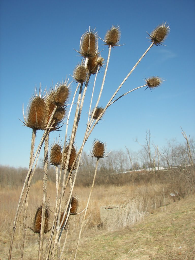 Thistle in a field.   Colerain Twp,  Ohio.