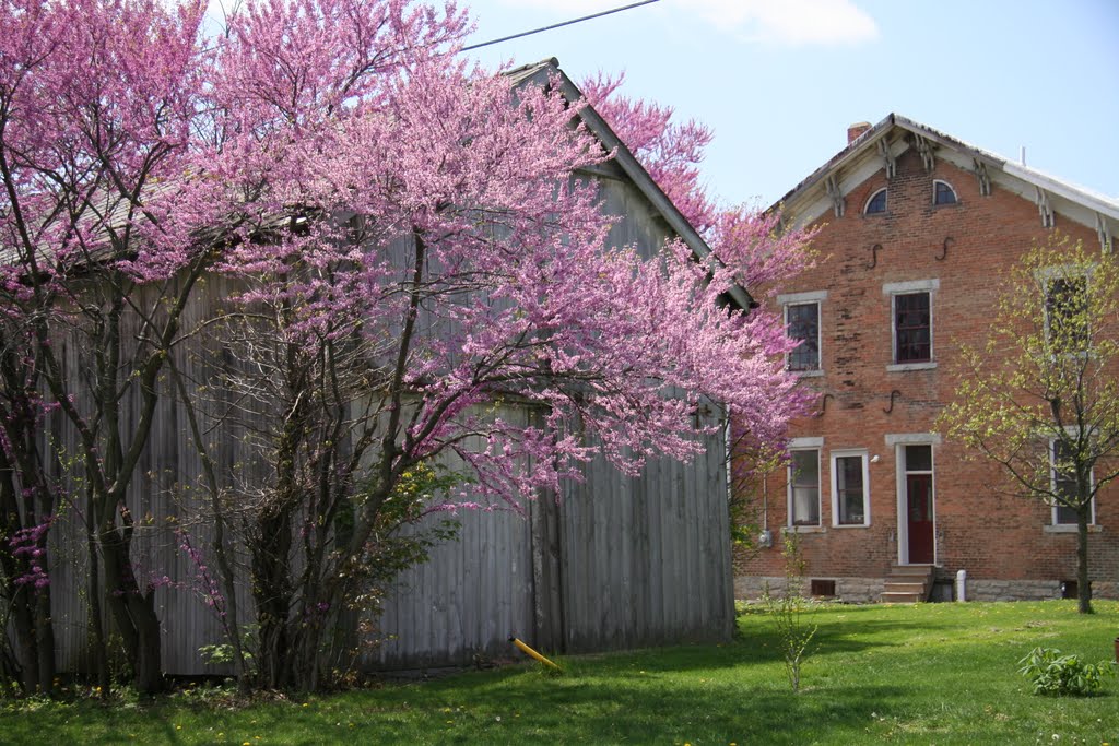 Redbud and Barn