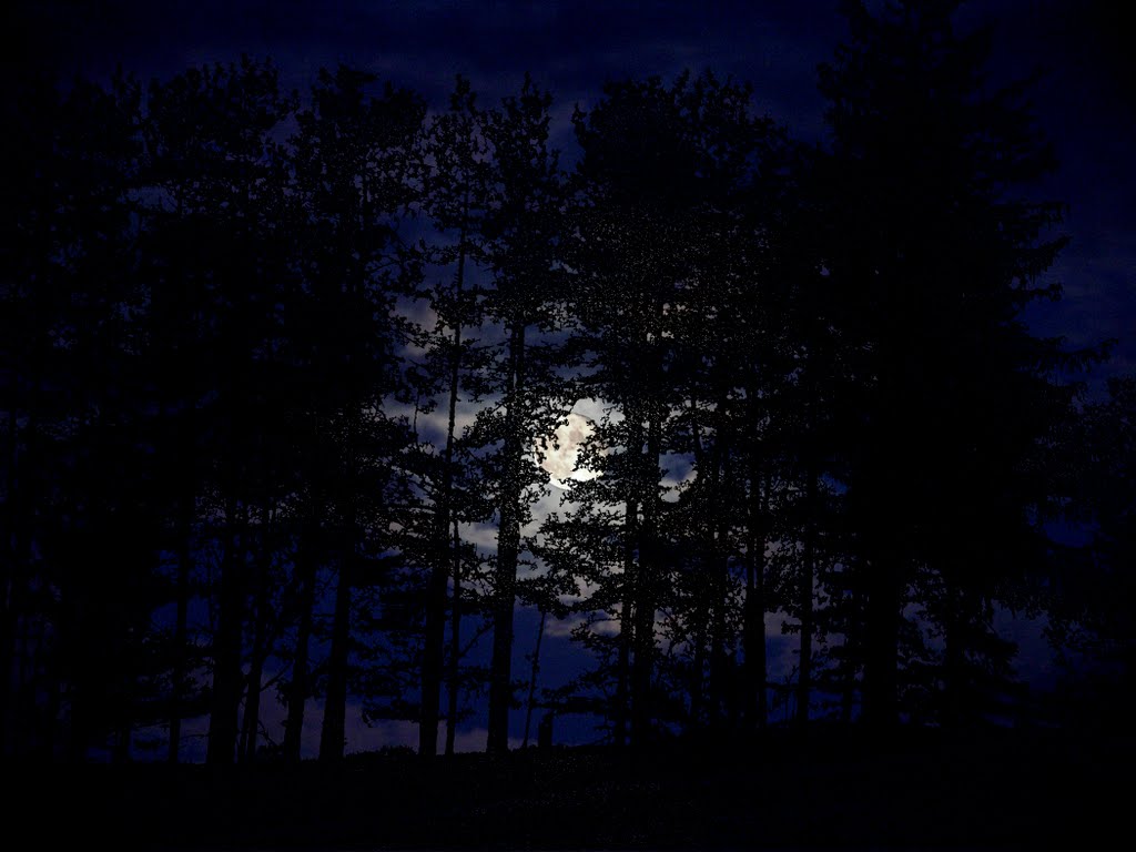 Moonlit night.