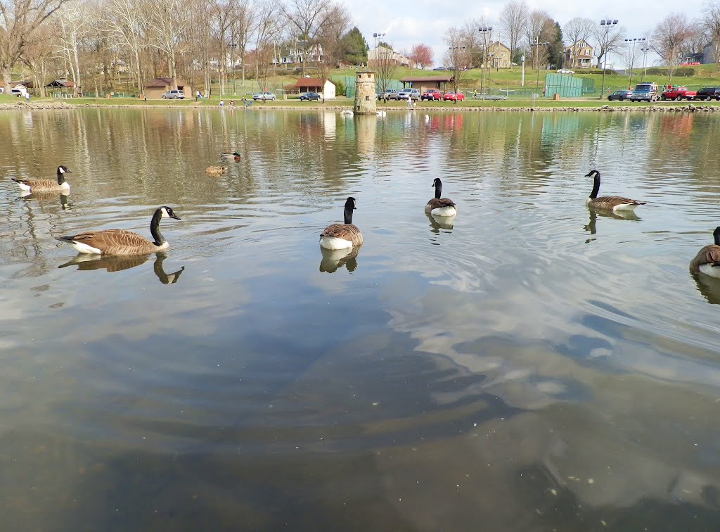 Canadian geese at Tuscora Park