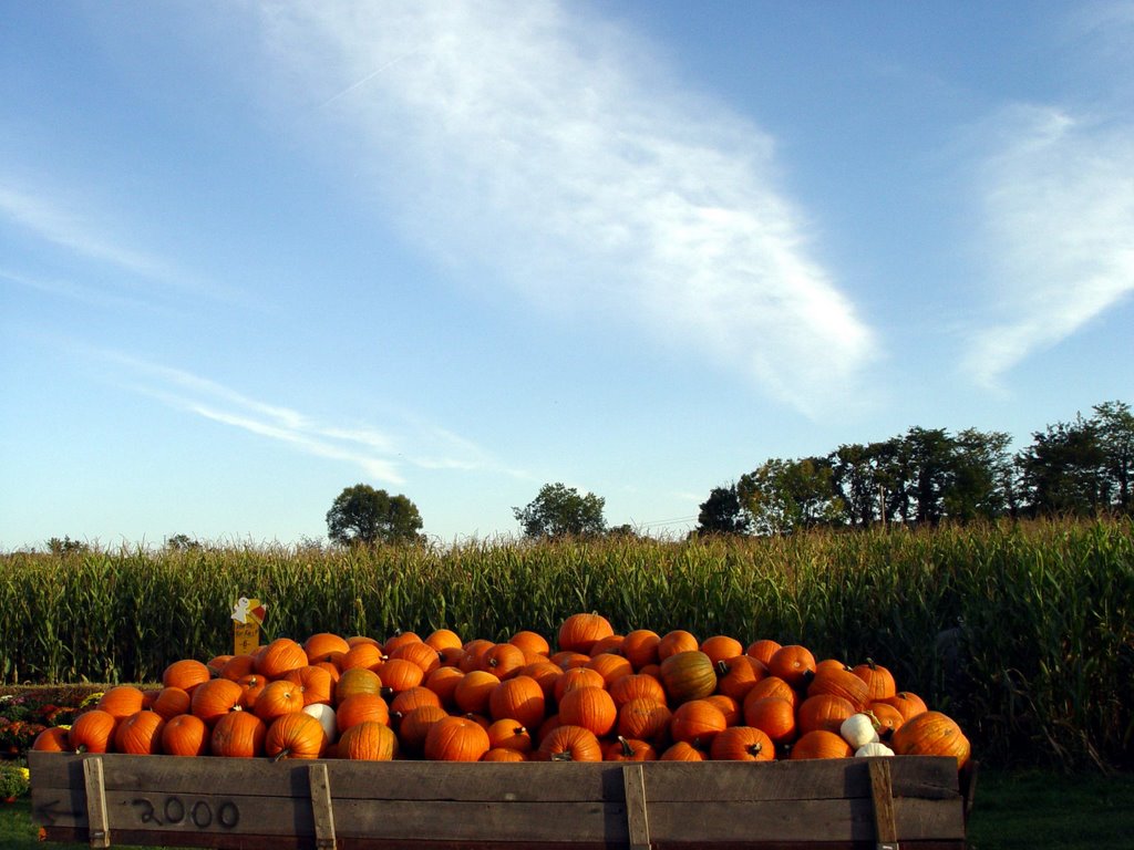 Pumpkins near Newcomerstown, Ohio