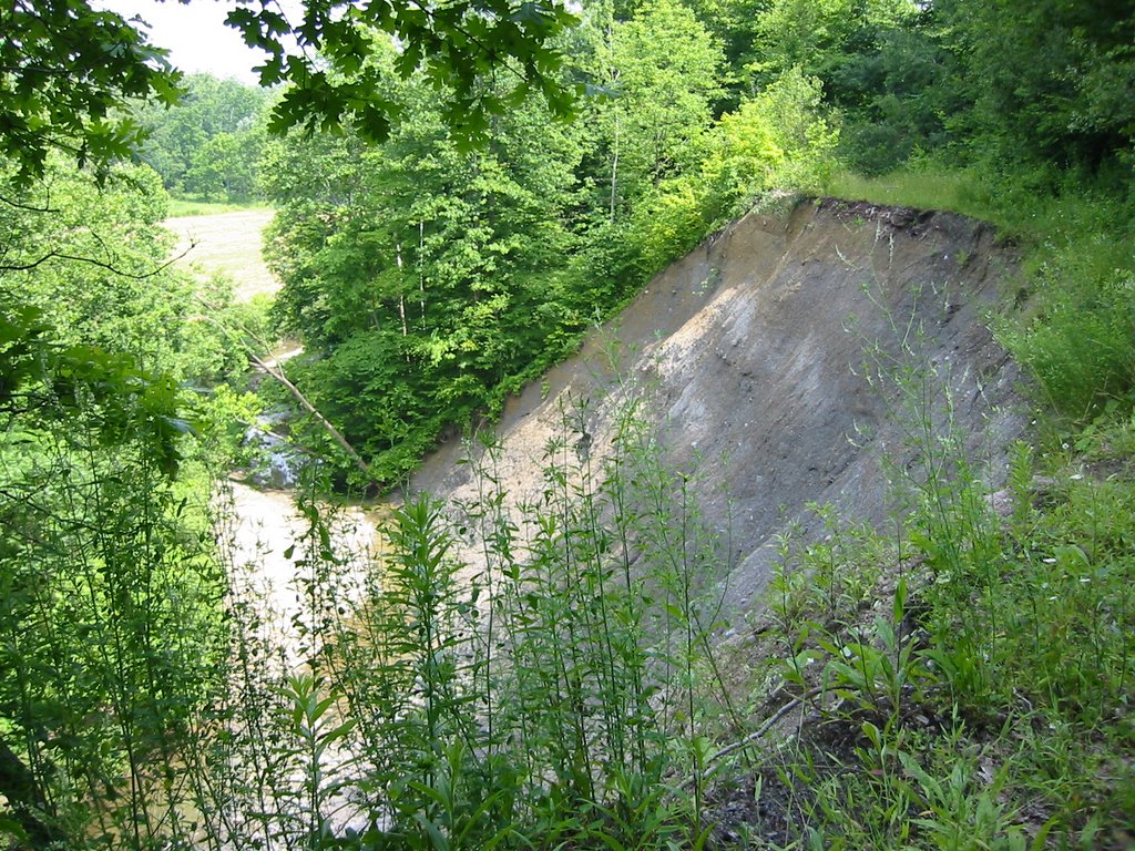 Swine Creek
