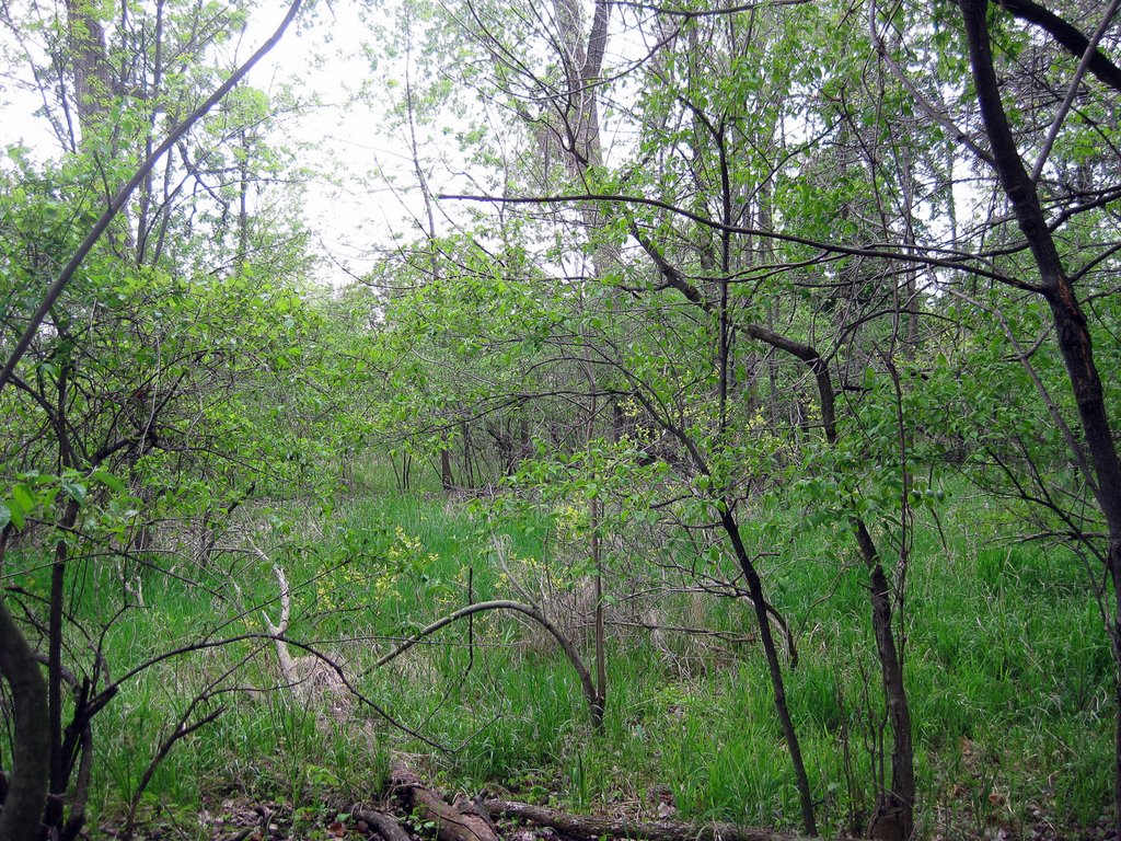 Maumee Bay State Park Trail