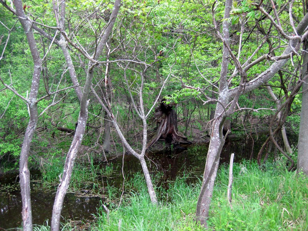 Maumee Bay State Park Trail