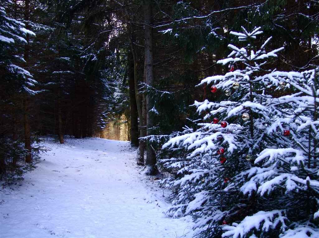 Tree Farm Trail