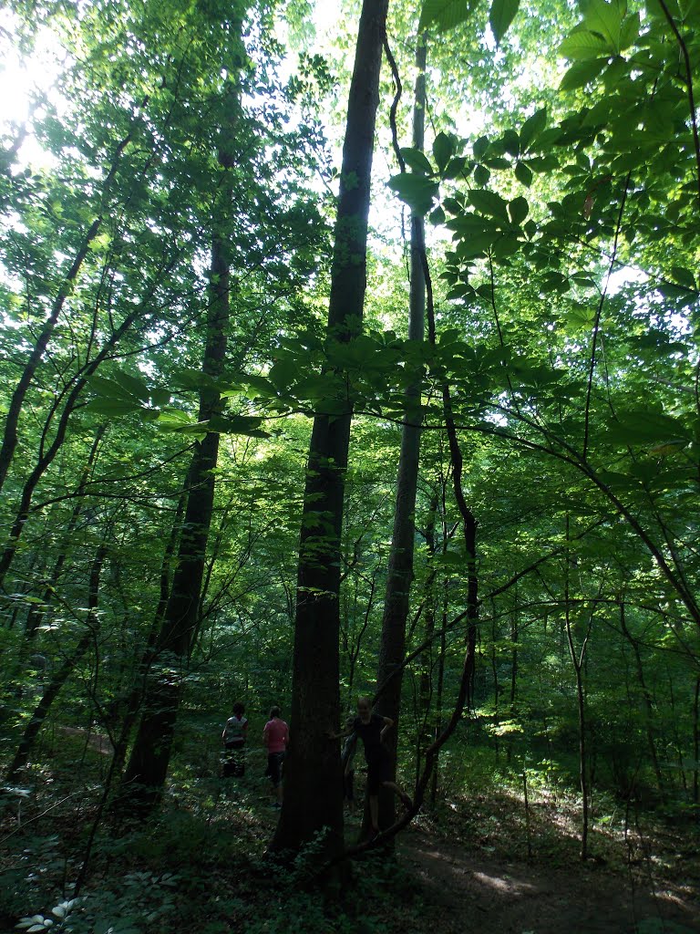 Thick Trees