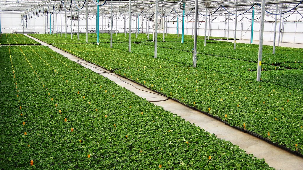 Bobs Market  and Greenhouses - Field House (Rooted Liner Division)